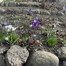 Erfolgreicher erster Frühjahrs-Arbeitseinsatz